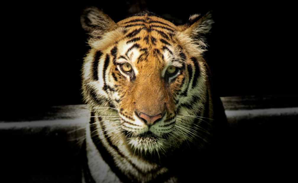 wildlife photography of tiger