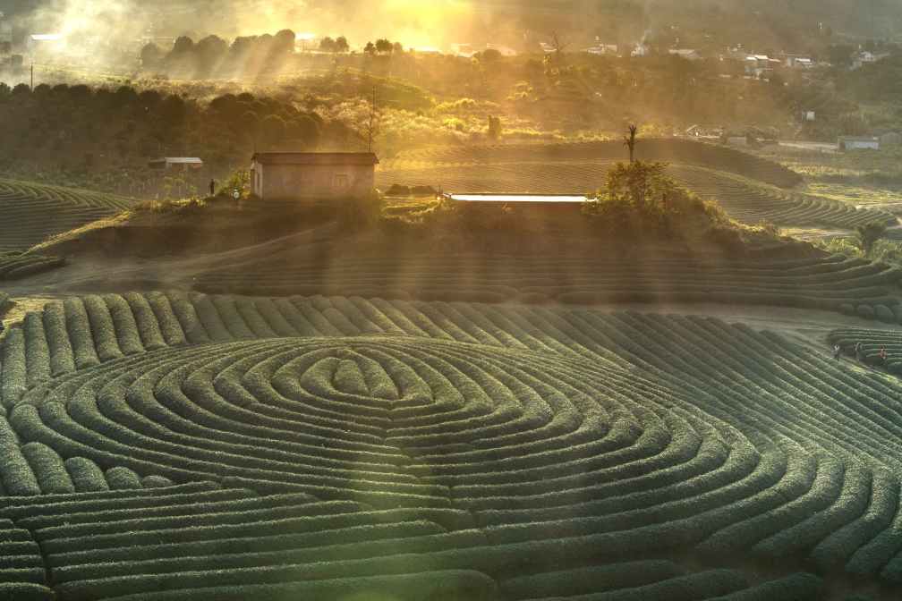 green grass field scenery